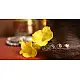 लावण्य ✽ Nose pin ✽ A { Set of 3 }